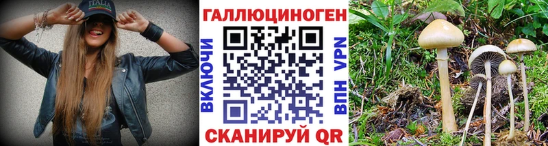Галлюциногенные грибы Psilocybine cubensis  Судак 